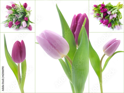 Fototapeta Naklejka Na Ścianę i Meble -  Collage Lila Tulpen
