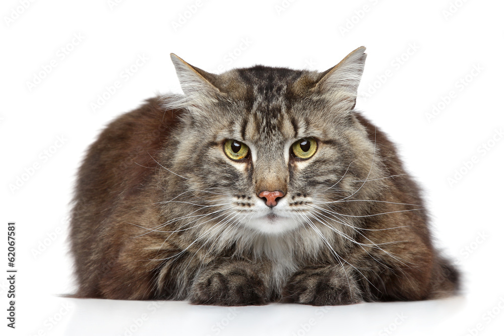 Maine Coon on a white background