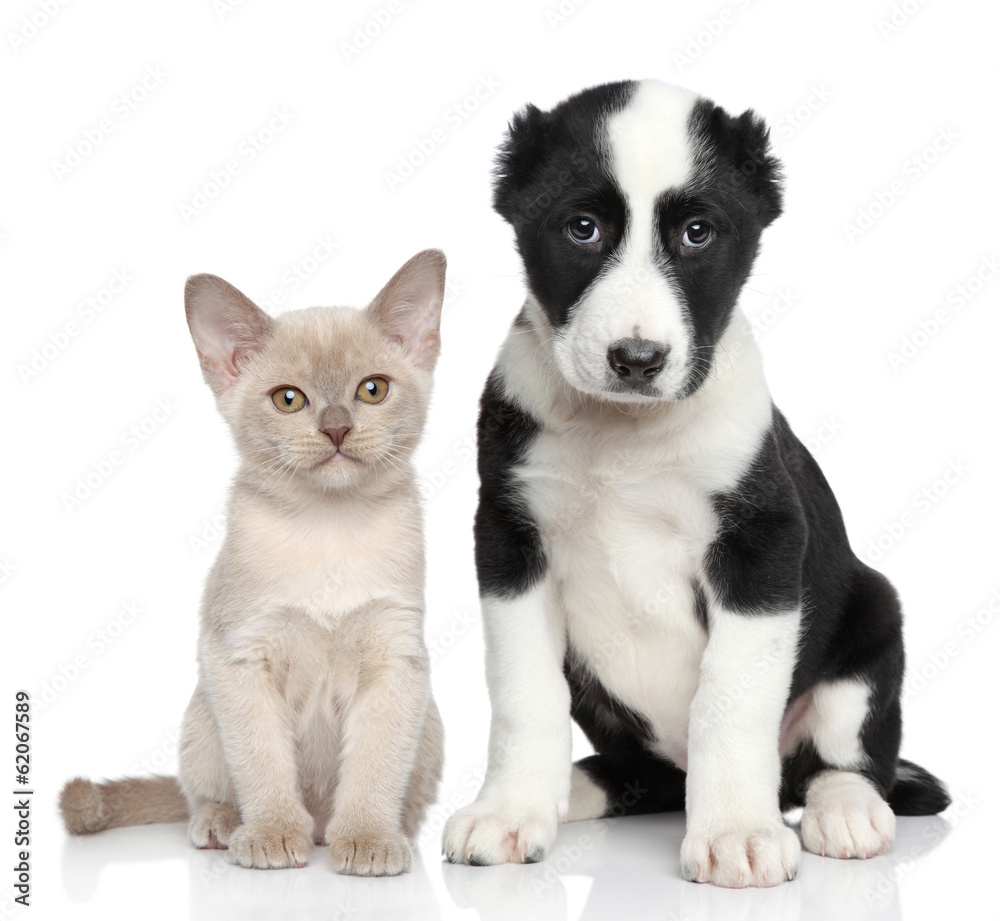 Kitten and puppy together Kitten and puppy together