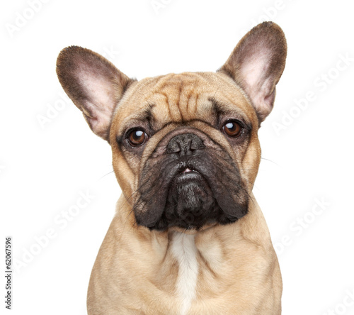 French bulldog portrait © jagodka