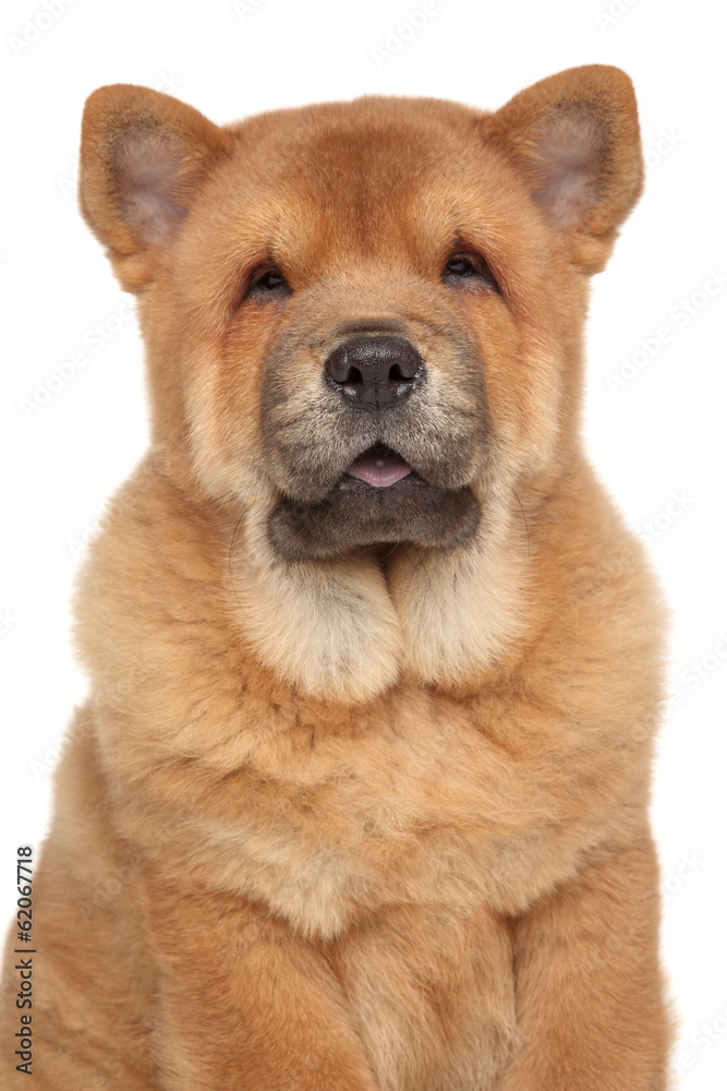 Chow Chow puppy close-up portrait