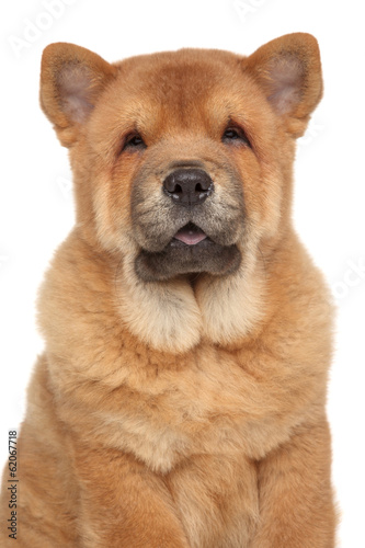 Chow Chow puppy close-up portrait © jagodka