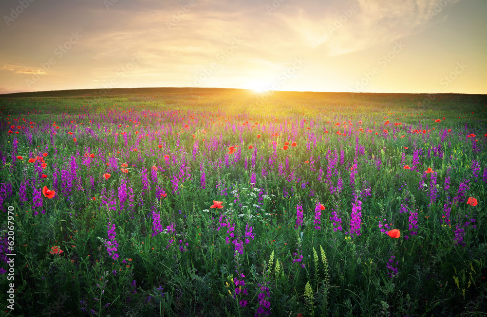 Field with grass and flowers against the sunset