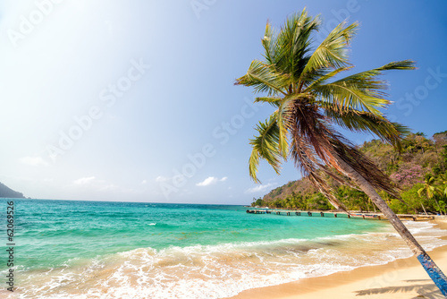 Beach and Palm Tree photo