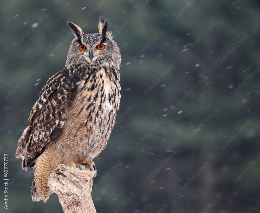 Obraz premium Patient Eurasian Eagle-Owl