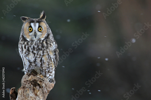 A Snowy Owl (Bubo scandiacus) in flight © Chris Hill