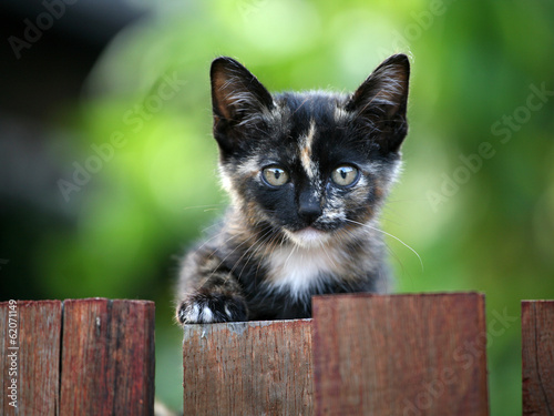 Kitten Portrait