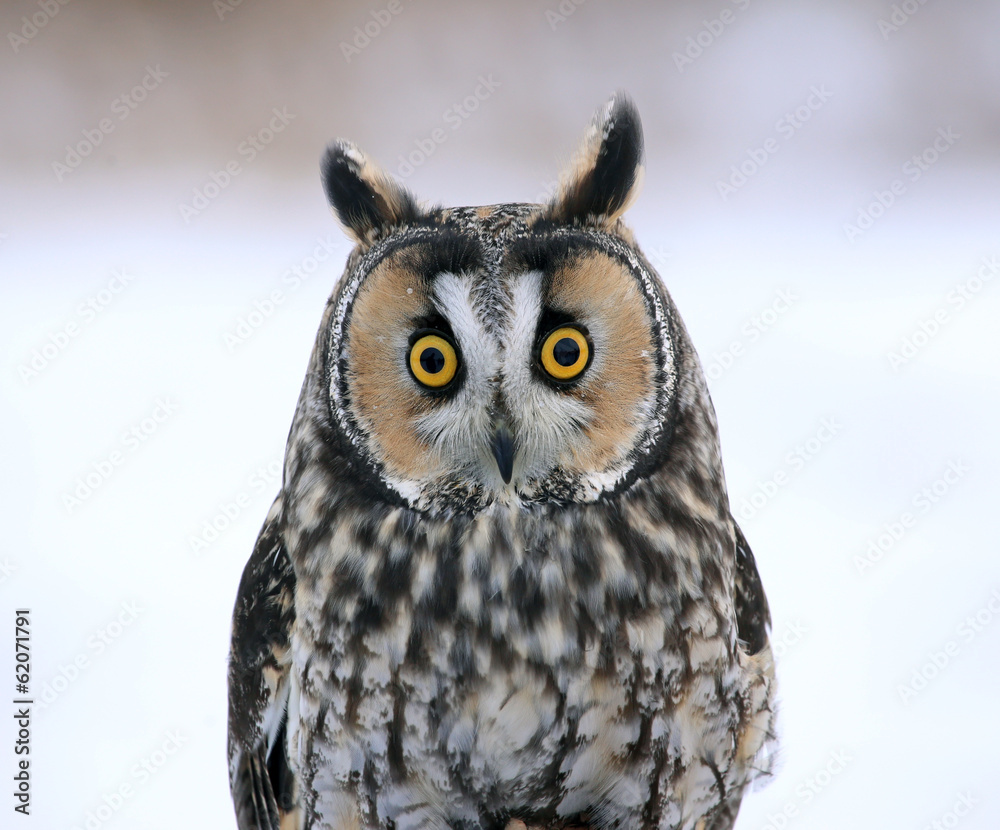 Naklejka premium Long-eared Owl Face-to-Face