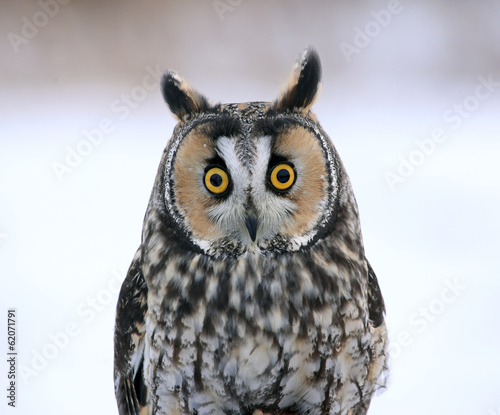 Long-eared Owl Face-to-Face