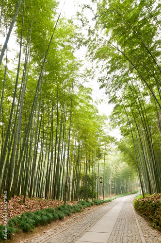 Bamboo forest trail in Hangzhou, China