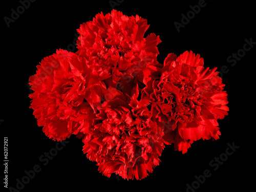 Red carnation flowers isolated on black background