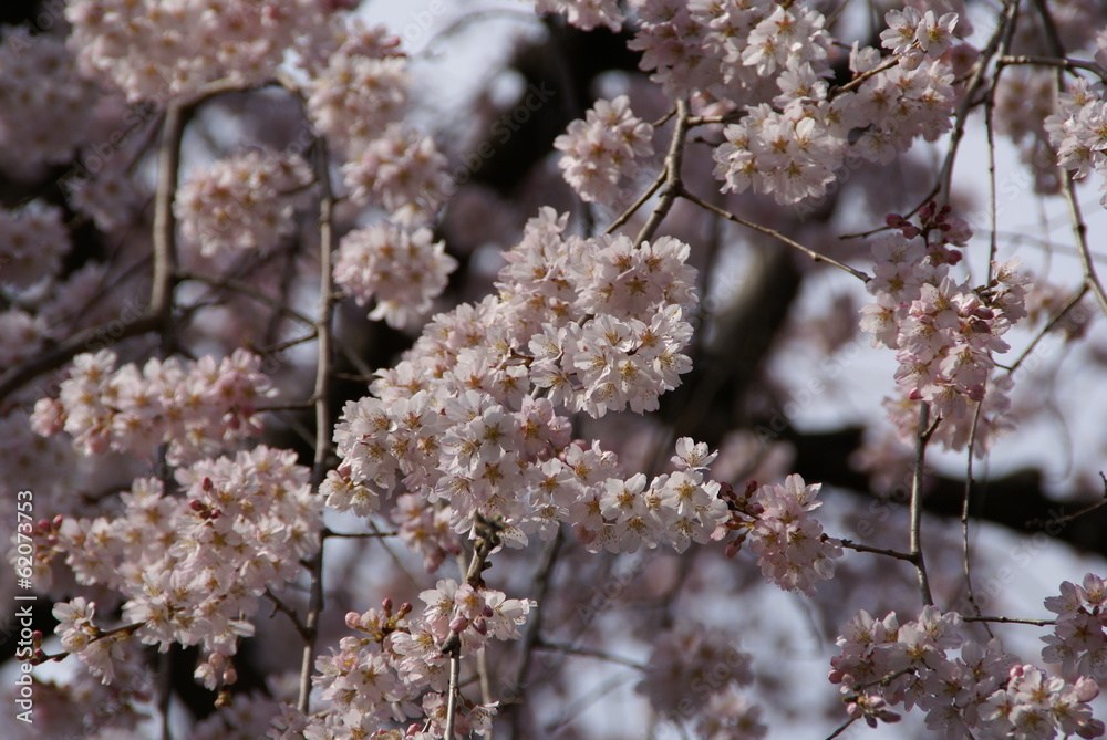 Fototapeta premium さくら