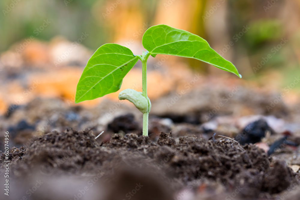 Green sprout growing from seed Green sprout growing from seed