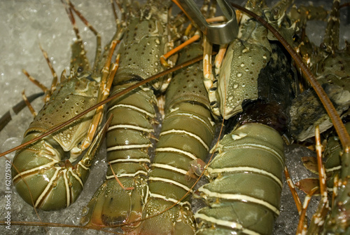 Lobster for sale, Kuching, Sarawak, Malaysia