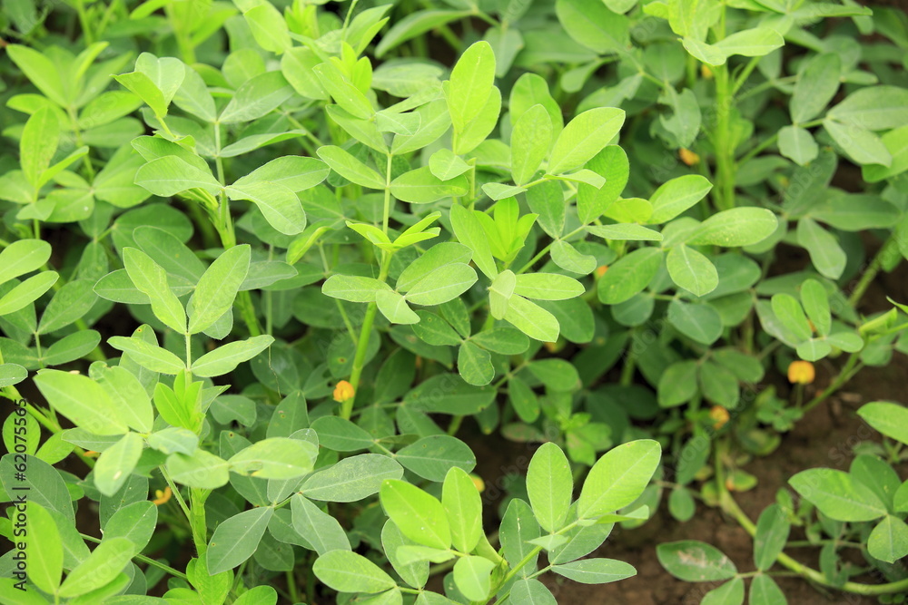 peanuts crops peanuts crops