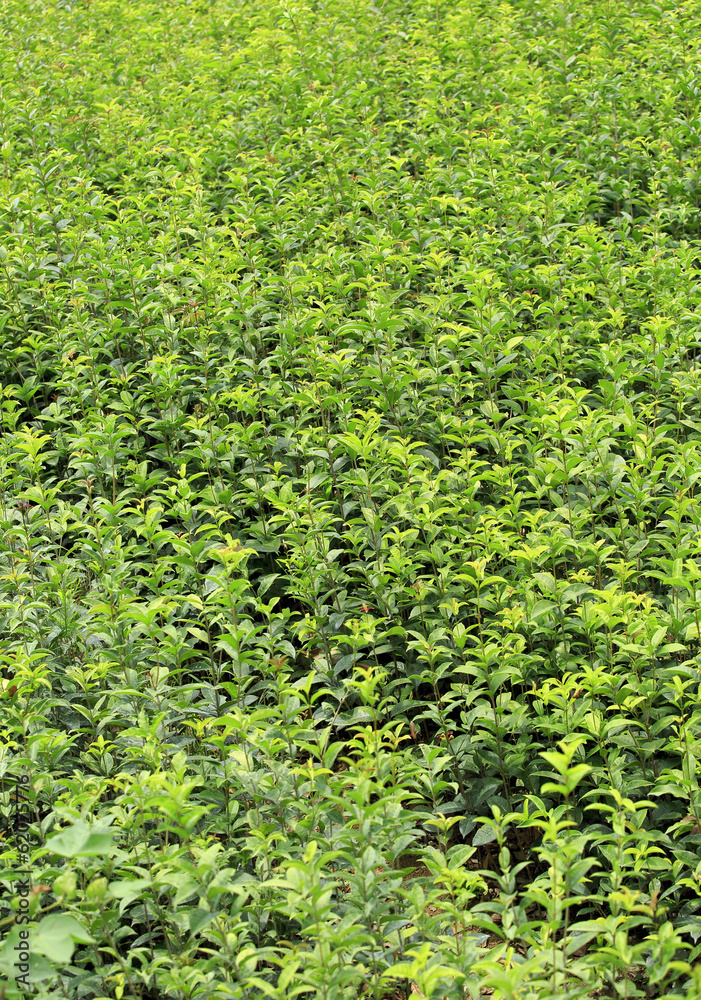 tea trees tea trees