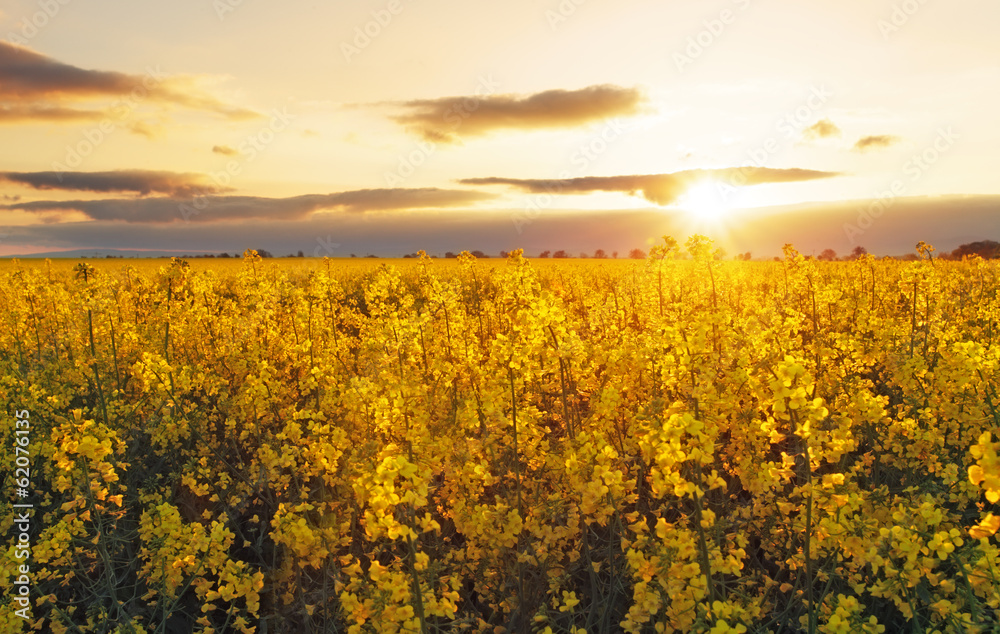 Flower Yellow field