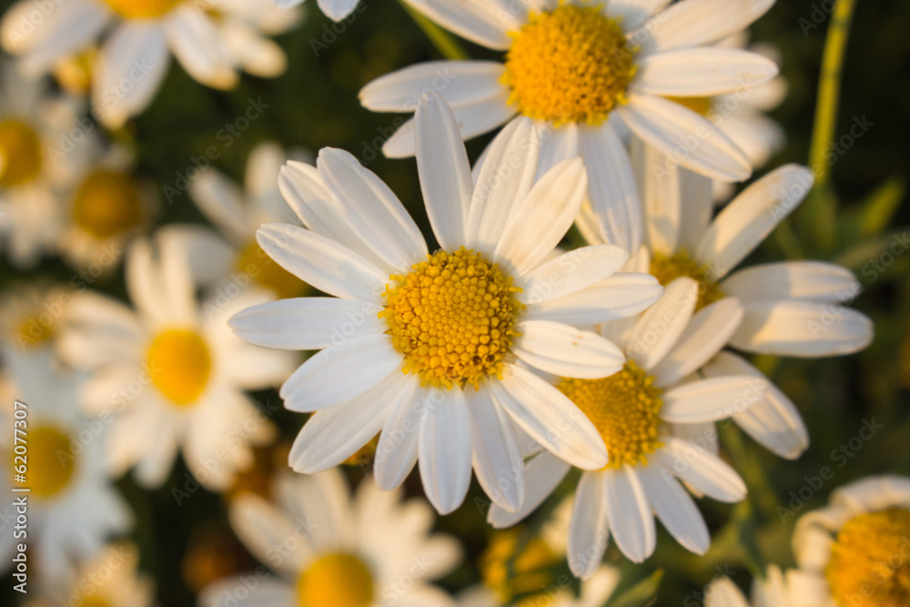 Fototapeta premium flower