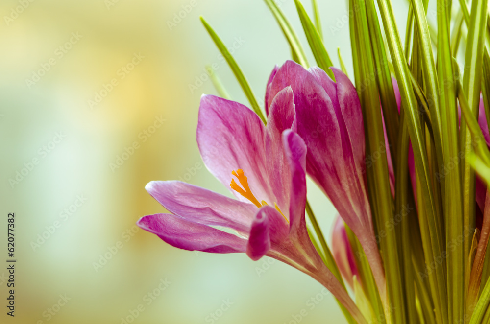 Naklejka premium crocus