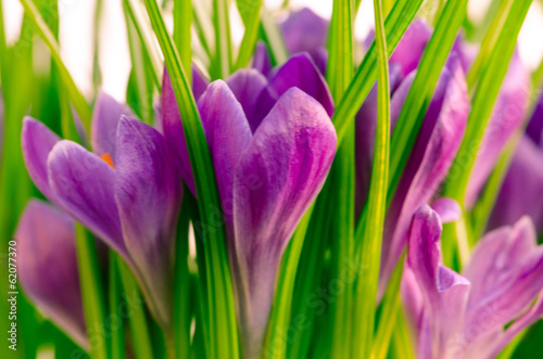 Fototapeta Naklejka Na Ścianę i Meble -  crocus