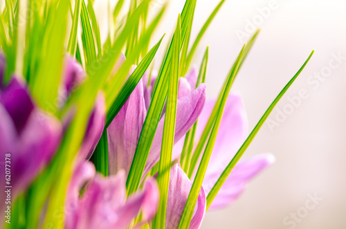 Fototapeta Naklejka Na Ścianę i Meble -  crocus