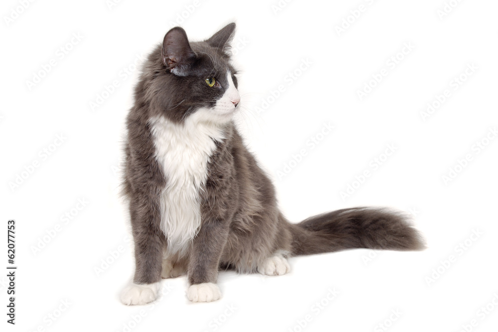 Gray cat sitting on a clean white background Gray cat sitting on a clean white background