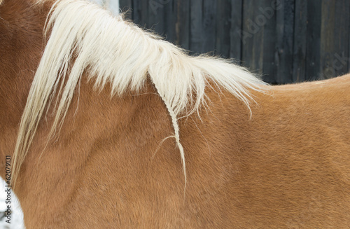 Braid in mane