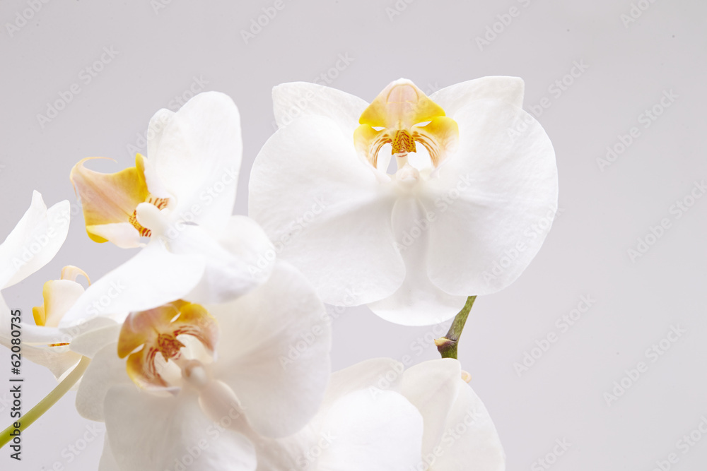 Orchid Orchid