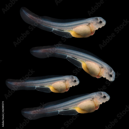 Sturgeon fingerling 9days old.  The Sterlet Acipenser ruthenus.