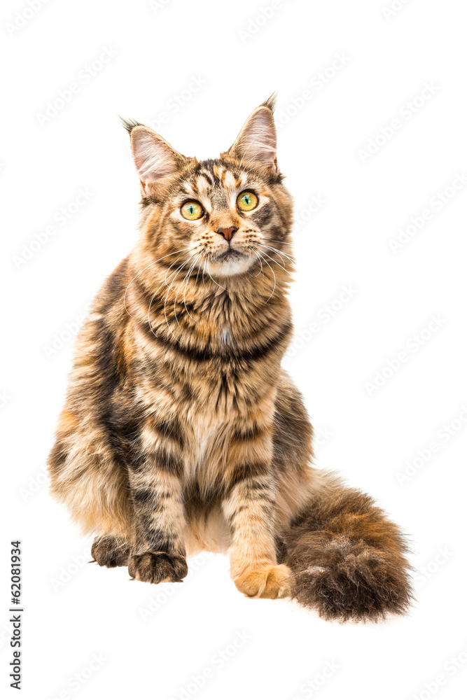 Obraz premium Young cat