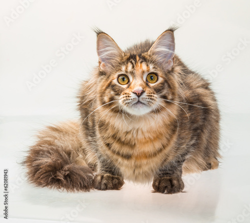 Young cat