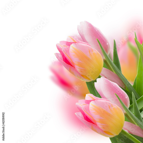 Fototapeta Naklejka Na Ścianę i Meble -  pink tulips on white