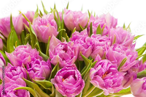 Beautiful purple tulips © Nastya Tepikina