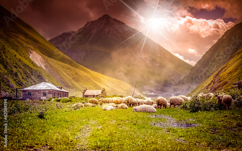 flock of sheep grazing in a mountain valley
