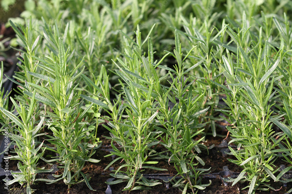 Rosemary Rosemary