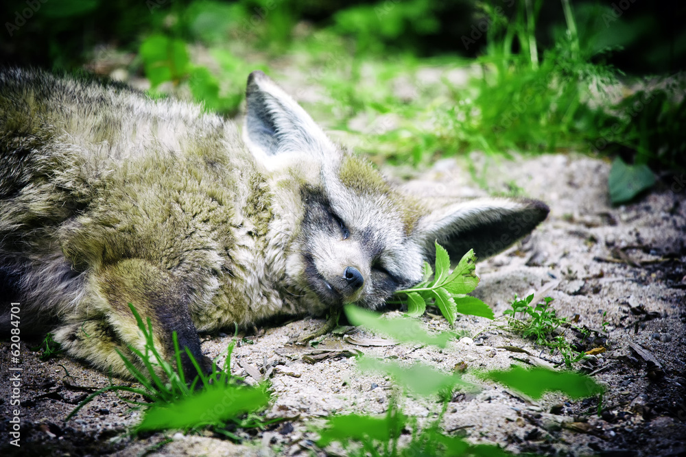 Obraz premium Resting wolf