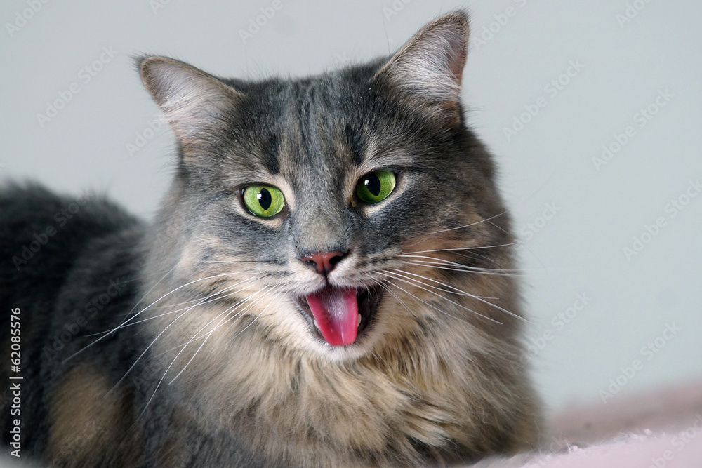 Obraz premium Panting cat