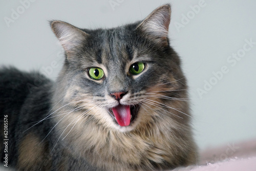 Fototapeta Naklejka Na Ścianę i Meble -  Panting cat