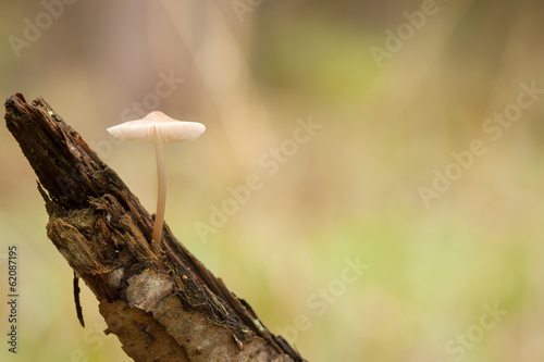 Mushroom on a stump
