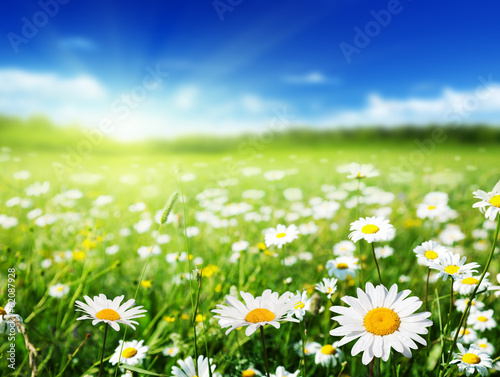 Fototapeta Naklejka Na Ścianę i Meble -  field of daisy flowers