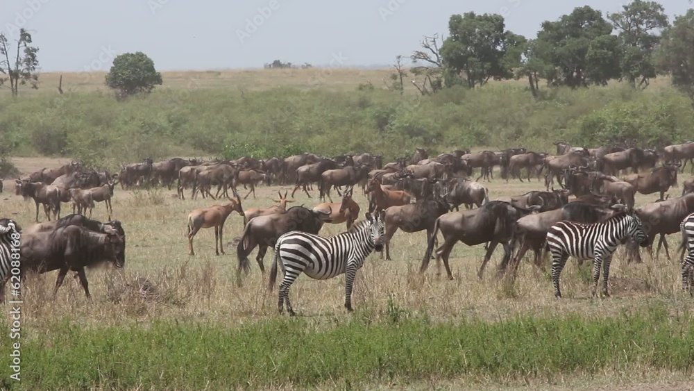 Blue wildebeest, zebra and hartebeest, Masai Mara Blue wildebeest, zebra and hartebeest, Masai Mara