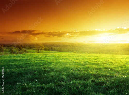 field of spring grass in sunset time