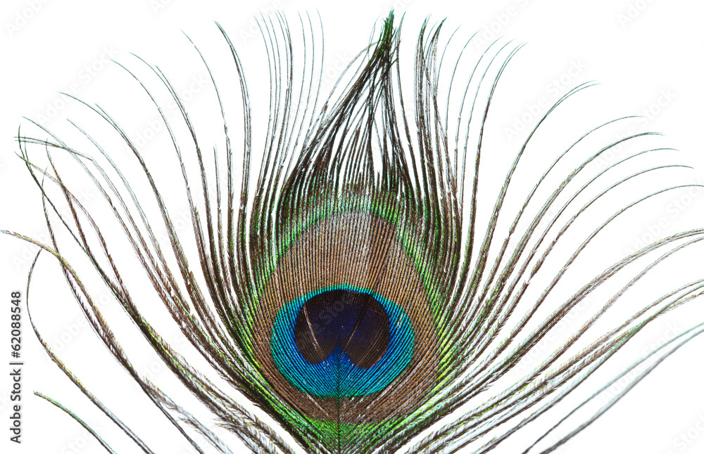 Fototapeta premium peacock feather isolated