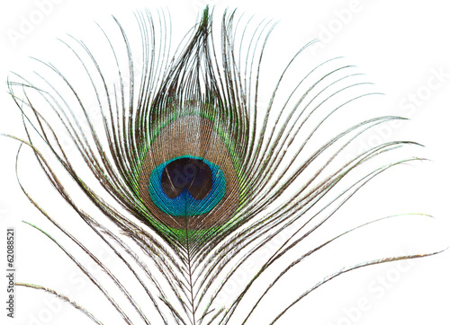 peacock feather isolated