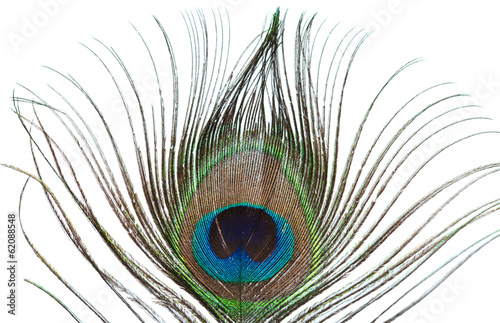 peacock feather isolated