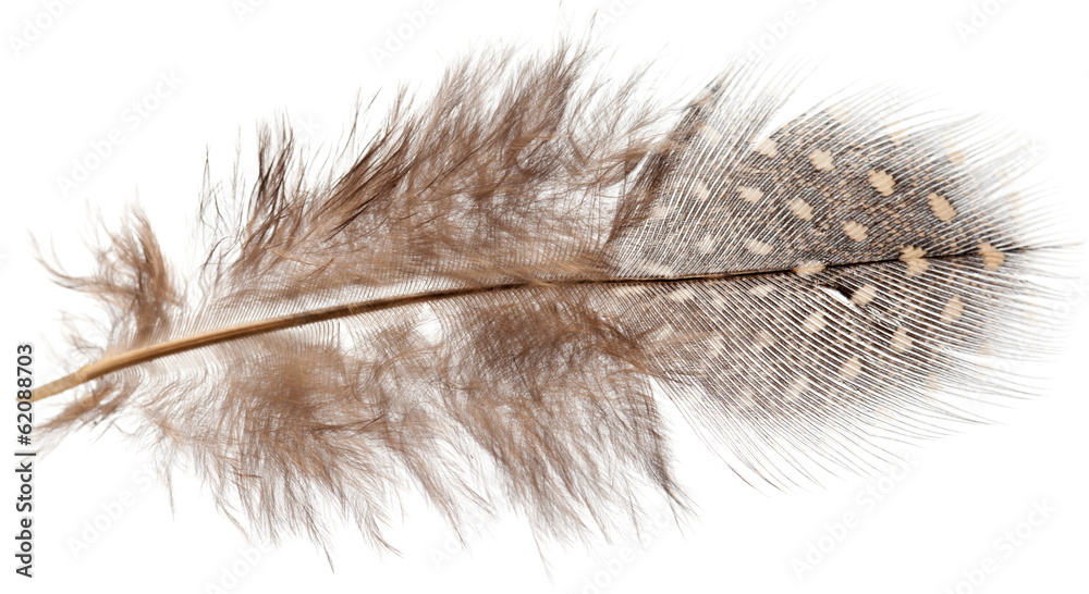 guinea fowl feather