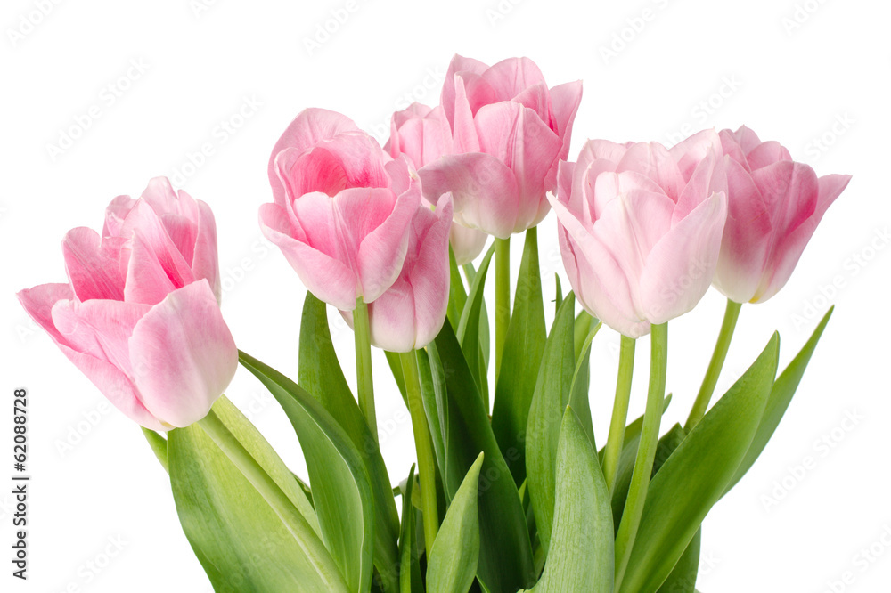 pink tulips isolated on a white background