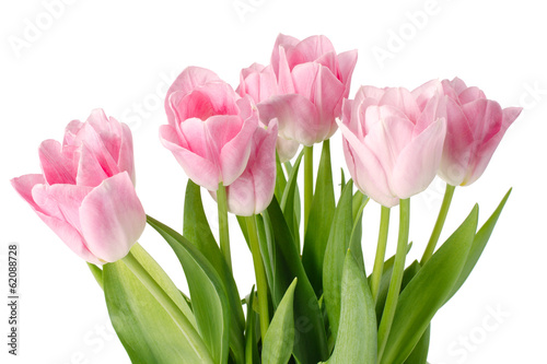 pink tulips isolated on a white background