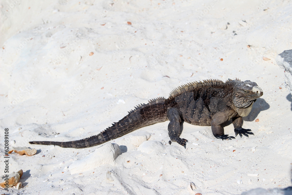 Fototapeta premium Iguana