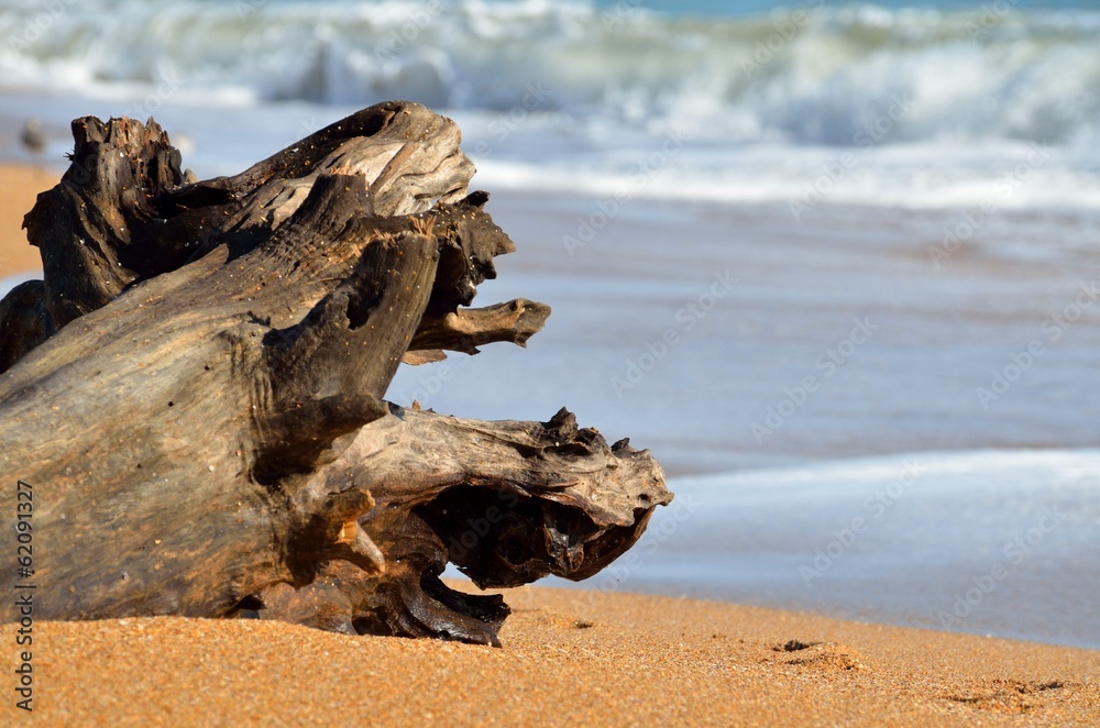 driftwood on the beach